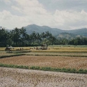 IDN Bali 1990OCT02 WRLFC WGT 008  The rice fields after harvesting. : 1990, 1990 World Grog Tour, Asia, Bali, Indonesia, October, Rugby League, Wests Rugby League Football Club